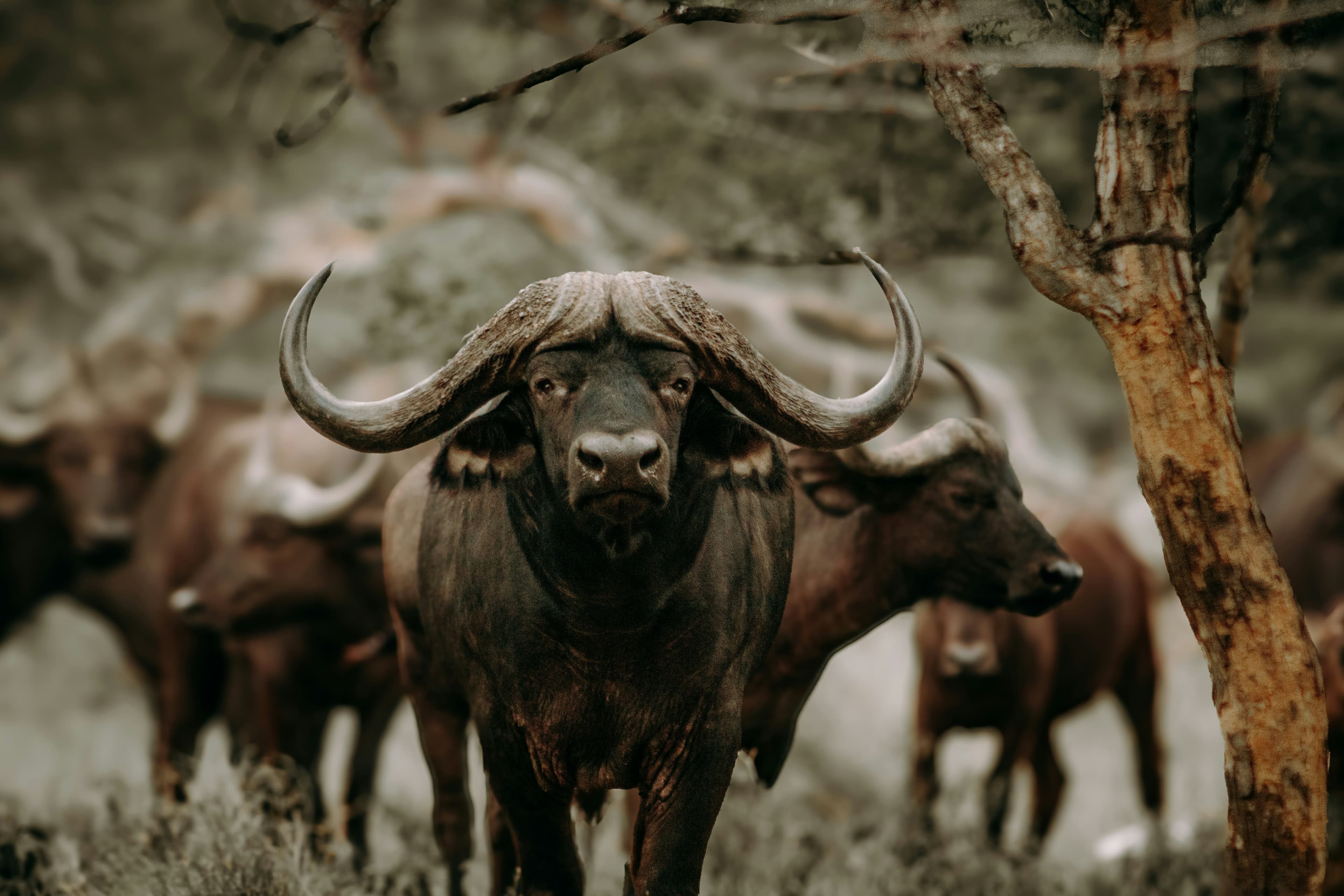 5 Days Ndutu Calving Season Safari