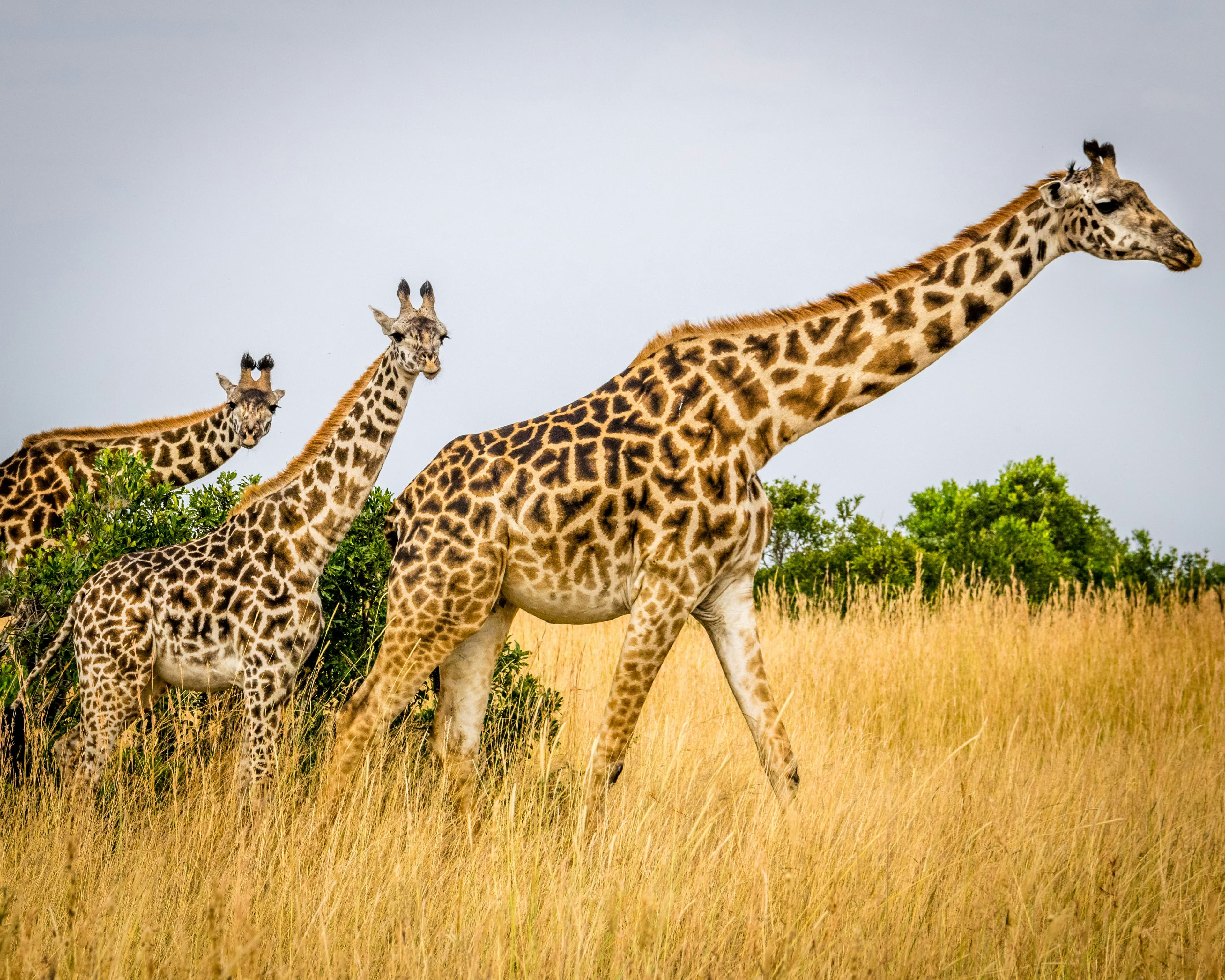 7 Days Northern Circuit Safari